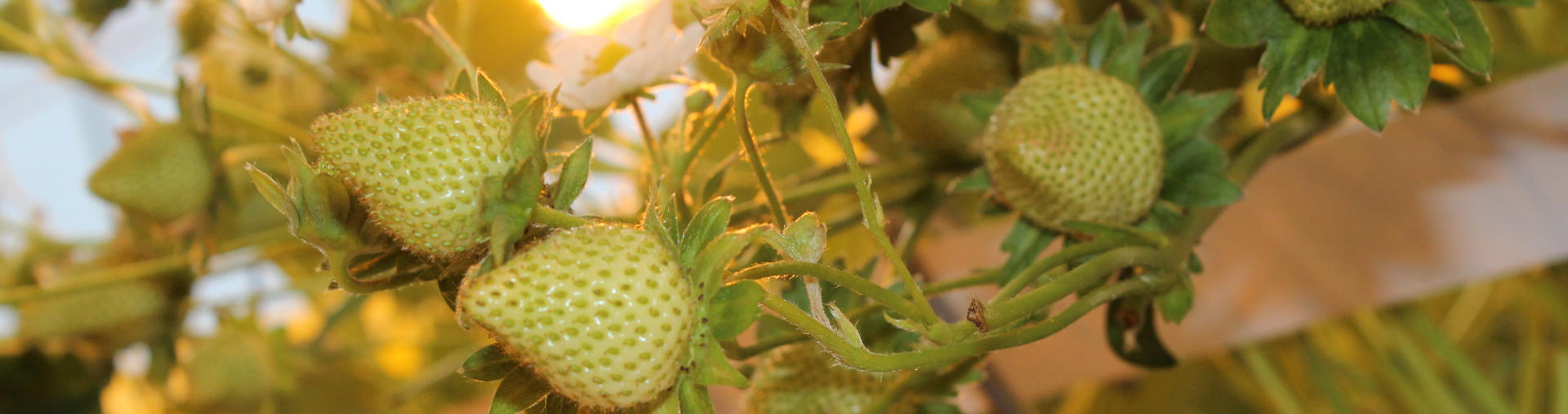 Banner Indoor Berry Farm V2